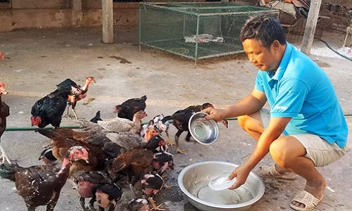 Ông Vũ Văn Đàn dùng tủ lạnh làm đá pha nước mát cho đàn gà uống tại trang trại của gia đình ở xã Quang Thiện, huyện Kim Sơn.