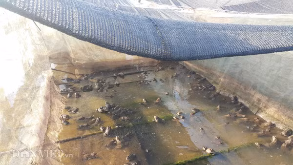 Cận cảnh giàn che nắng cho đàn ếch hàng vạn con của ông Thăng ở xã Ân Hòa.