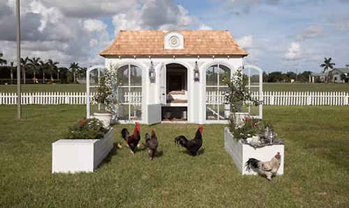 Căn biệt thự gà này thậm chí còn có những 3 phòng, một phòng dành cho gà trống, phòng dành cho gà mái, và một phòng cho gia chủ nghỉ ngơi.