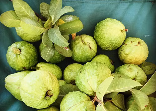 Gia đình trồng đủ các loại quả như thanh long, ổi,...