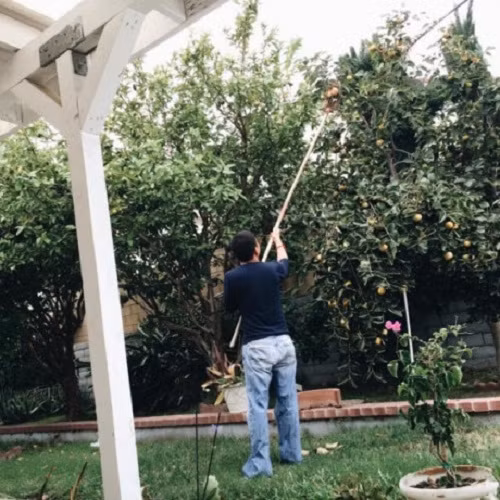 Cây hồng giòn sai trĩu quả trong vườn nhà.