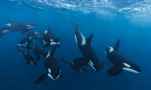 Kinh hai canh dan ca kinh ngau nghien con ca map khong lo