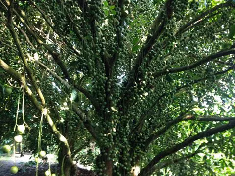 Lúc này, đang là mùa thu hoạch dâu và đây đúng là dịp du khách nên đến đây để thưởng ngoạn. Đây là vườn dâu lớn nhất tỉnh Hậu Giang và cả đồng bằng sông Cửu Long, cũng là điểm duy nhất mở cửa đón khách tham quan.