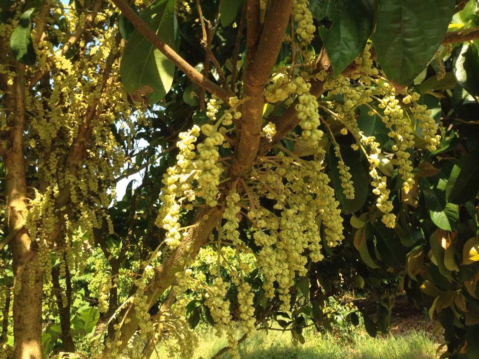  Vườn dâu Thiên Ân là điểm du lịch sinh thái tư nhân thú vị ở Hậu Giang, đáp ứng nhu cầu du khách mong muốn tìm về để hòa mình vào thiên nhiên…Ảnh: Thiên Ân.