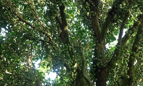 La ky cay dau co qua phu kin than, cho boi thu tram tan