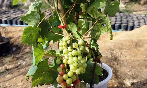 Can Tet, nho kieng gia mem sieu hut khach