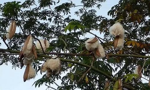 Chuyen la Ha Noi: Giua he oi buc thua chan bong gao ve dap-Hinh-4