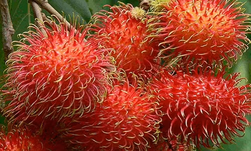 Mua chôm chôm có màu chín đỏ: Khi mua chôm chôm, nhiều bà nội trợ có xu hướng chọn những trái màu chín đỏ vì nghĩ những trái này cùi bên trong sẽ ngọt lịm và dễ tróc. Tuy nhiên, bạn đã hoàn toàn sai lầm.