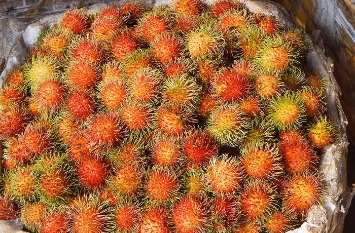 Tuy nhiên, bạn chỉ nên mua những trái chôm chôm còn tươi. Không nên mua những loại chôm chôm đã được tưới nước. Vì ngoài phải chịu trận cân nặng tăng lên chóng mặt, bạn còn phải hứng chịu nhiều quả bị ủng và không thể bảo quản được lâu sau khi mua về.