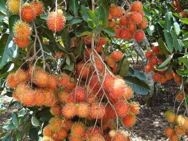 Nhìn bề ngoài, chúng như hai nửa vỏ ráp lại. Những trái chôm chôm như vậy mới có cùi dày, ăn rất giòn, vị ngọt dịu, thơm.