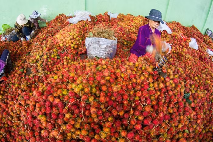 Chỉ chú ý đến gai cứng mà không chú ý đến vỏ giòn, gai ngắn: Nhiều phụ nữ dù có kinh nghiệm mua chôm chôm cũng thường mua trái cây này kiểu “ào ào”. Đó là chỉ chú ý chọn những quả gai còn cứng, vỏ xanh mà quên không chú ý đến những chi tiết khác.