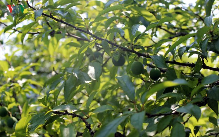 Anh Dương cho biết, việc chăm sóc cây mận Mộc Châu phải chú ý quan sát đến thời gian sinh trưởng và phát triển của cây. Đặc biệt là việc chăm bón và phòng trừ sâu bệnh.