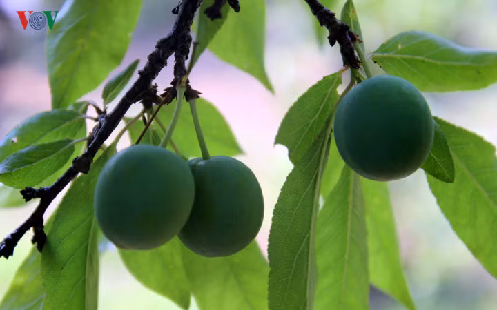Những quả mận tròn to và phát triển tốt sẽ cho năng suất cao và có thể giúp người nông dân giữ được giá bán.
