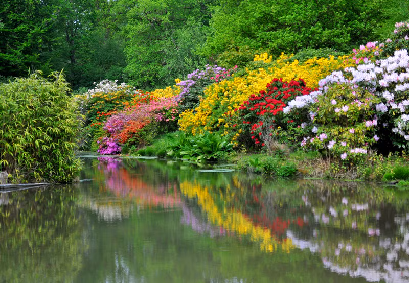 Cùng với hoa mộc lan, trà hoa nữ, chậu bonsai, khu vườn còn có một bày 40 con kang-gu-ru giữ cho cỏ dại không phát triển quá mức. Ước tính khu vườn trị giá khoảng 5 triệu bảng Anh. Ảnh: Photography.