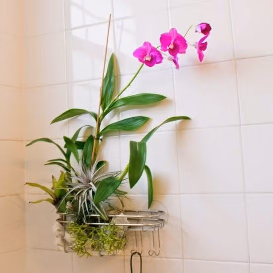 Nhà tắm luôn sẵn những nguồn nước nên bạn sẽ không lo quên tưới nước cho cây nữa.