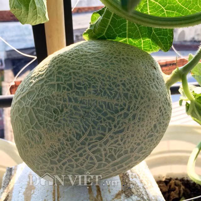 Khi cây được khoảng 30 ngày tính từ lúc đậu trái, các bạn lưu ý ta tiến hành giảm bón phân cho cây.