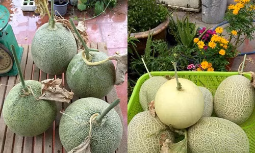 Để có được giàn dưa lúc lỉu như "đàn lợn con" hiện tại, anh Thái Thuyên đã học hỏi cũng như vận dụng rất nhiều cách thức khác nhau trên sân thượng của mình.