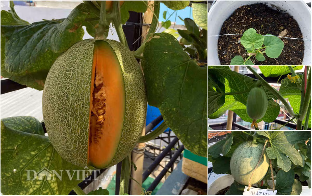 Kể về thời gian đầu bắt tay vào trồng dưa, anh Thuyên không giấu nổi cảm xúc chia sẻ, trồng dưa cũng khá nhiều công phu và vất vả. Nhưng nếu thực sự quyết tâm, yêu thích việc làm vườn thì trồng dưa trở nên đơn giản hơn rất nhiều. Để có được giàn dưa siêu trái như hiện tại, anh Thuyên chọn giống dưa Mật hoa. Đây là một trong những giống dưa mà vợ anh yêu thích.