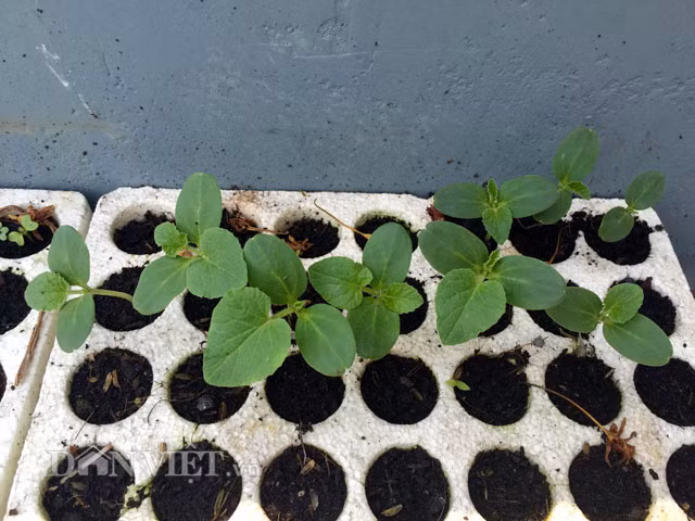 Sau khi ngâm hạt giống đã được lựa chọn từ 3 -4h, anh Thuyên tiến hành ủ trong túi zip cho đến khi nứt nanh thì cho vào khay, tưới đủ ẩm.