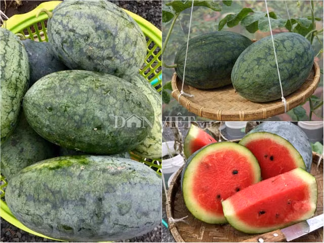 Và không phụ công người chăm sóc, dù trồng loại dưa nào, anh chàng nông dân phố Sài Gòn này cũng đều có được những thành quả khiến người không khỏi ghen tị.