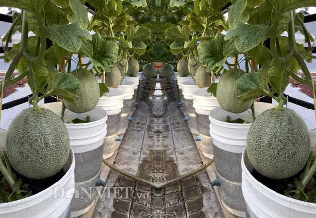 Cach trong dua luc liu nhu “dan lon con” tren mai nha pho