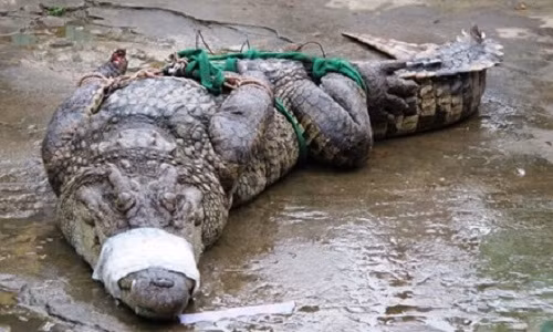 Hang tram nghin ca sau lon don u vi bi ep gia