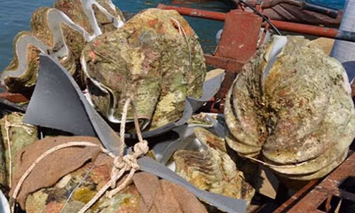 Can canh so khung 50 trieu/con nguoi dan len khai thac