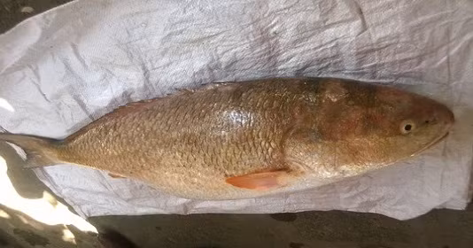 Con cá nặng 9,7kg, toàn thân dài 0,9m, thân cá có màu vàng, đặc biệt với bộ vây óng ánh. Được biết, con cá lạ này có trị giá hàng tỷ đồng. Ảnh: Onbox.