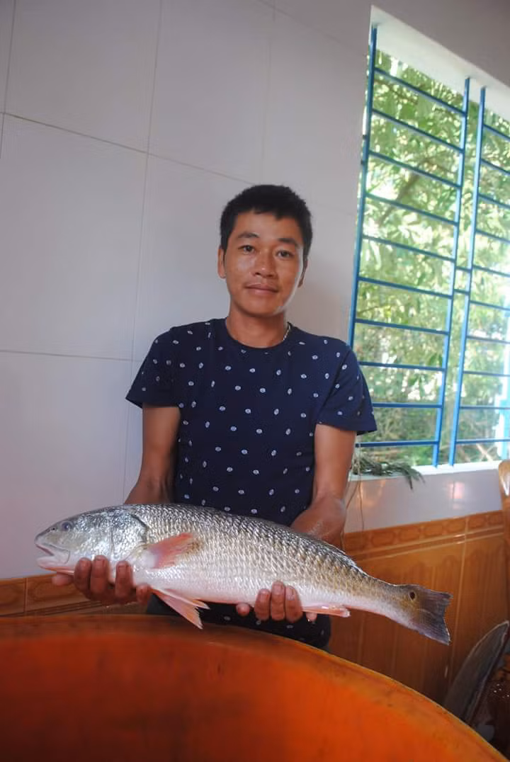 Cá sủ vàng nặng 2.8 kg của một ngư dân Quảng Bình được trả với giá 550 triệu đồng. Ảnh: Vietnamnet.