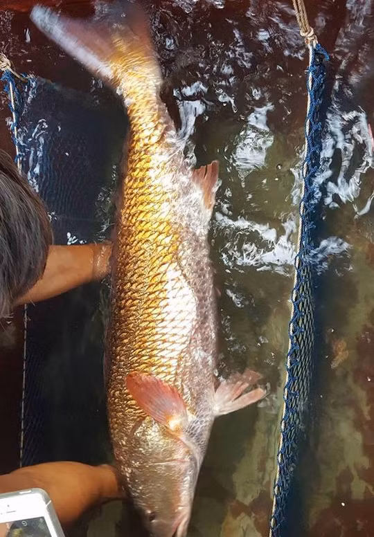 Anh cho biết có người trả anh với giá hơn 500 triệu đồng cho con cá lạ quý hiếm này nhưng anh vẫn chưa bán. Ảnh: Người lao động.