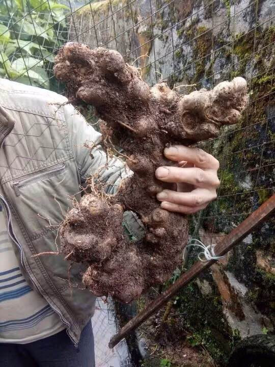 Su that cu tam that khien dai gia mat toi 100 trieu-Hinh-3