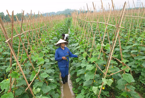 Khoảng 30, 37, 44 ngày sau trồng là thúc giai đoạn nuôi quả. Ngoài phân NPK và đạm urê, cần bón thêm kali. Ảnh: Baophutho.