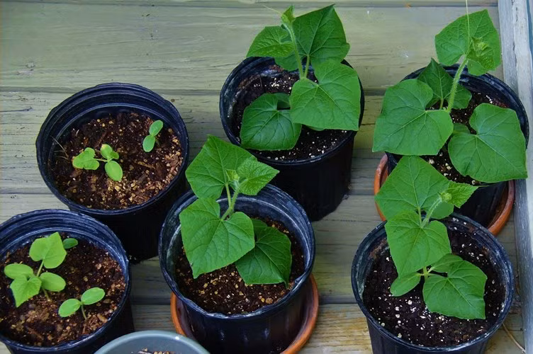 Sau khi chọn được hạt giống dưa chuột Nhật chất lượng, ngâm hạt với nước ấm 50 độ C khoảng 2-3 giờ. Sau đó đem đãi sạch hạt và ủ ấm (28 - 30oC), độ ẩm (80 - 85 %) ở nơi ít ánh sáng. Ảnh: Camnangcaytrong.