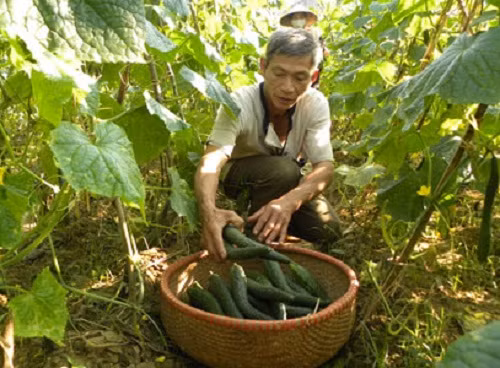 Trồng dưa chuột Nhật cần tưới tiêu hợp lý, tránh khô hạn kéo dài hoặc úng nước. Khi cây bắt đầu ra tua cuốn thì làm giàn cho dưa chuột. Ảnh: Baolangson.
