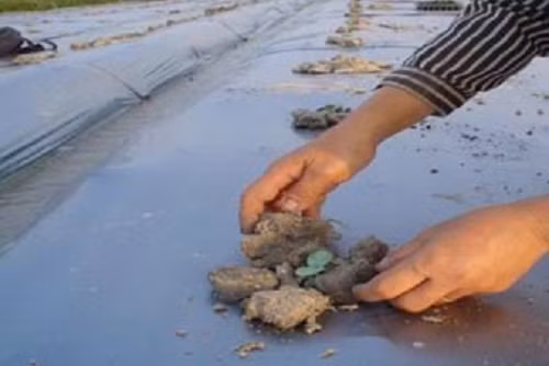 Thường xuyên tưới nước cho cây ươm. Khi cây có lá thật thì đem ra trồng. Trước khi trồng, cần bón lót phân hữu cơ và vôi bột. Ảnh: Camnangcaytrong.