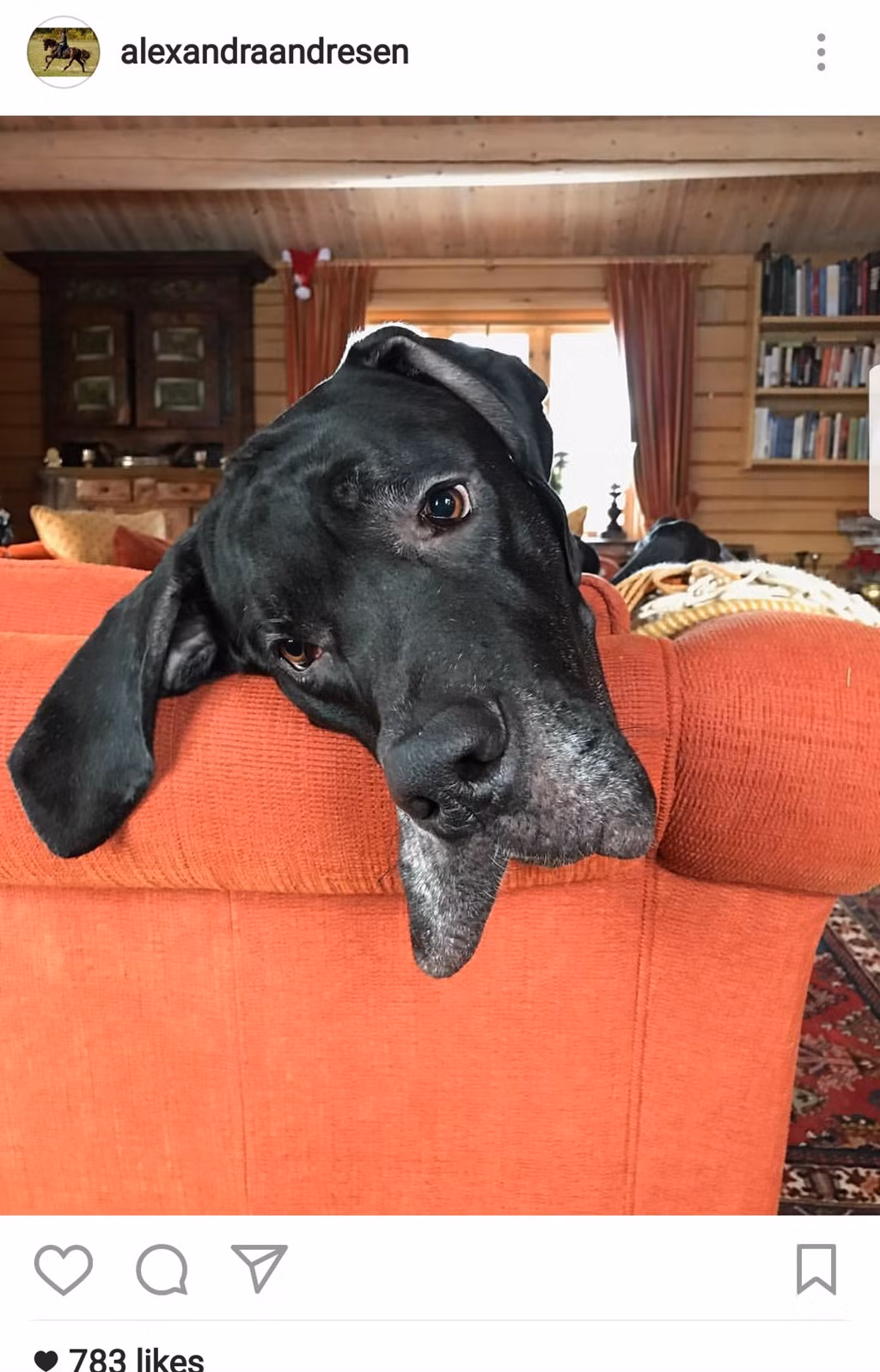 Chó là loài vật cô yêu thích thứ hai sau ngựa. Cô chia sẻ rất nhiều ảnh những chú chó của mình trên trang cá nhân.