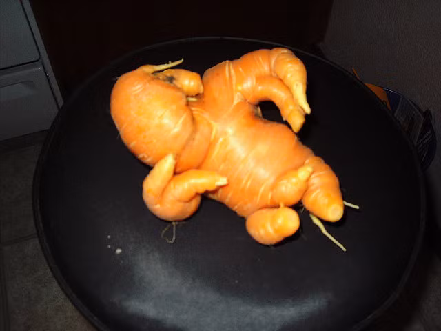 Cà rốt kỳ quặc có hình dáng nằm rất sành điệu. Ảnh: Wordpress.