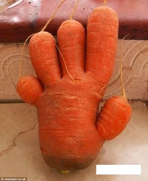 Cà rốt phiên bản bàn tay. Ảnh: Horsenation.