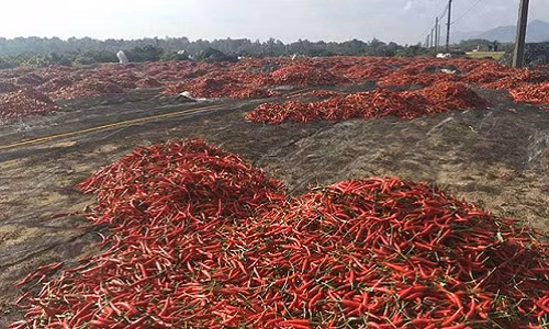 Nong dan Binh Dinh lo chong gong vi ot