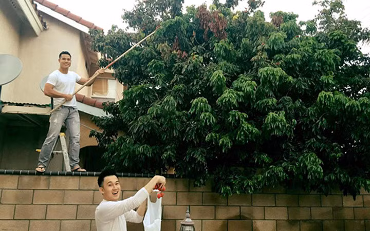 Bạn bè của "búp bê" Thanh Thảo thường lui tới để... hái quả.