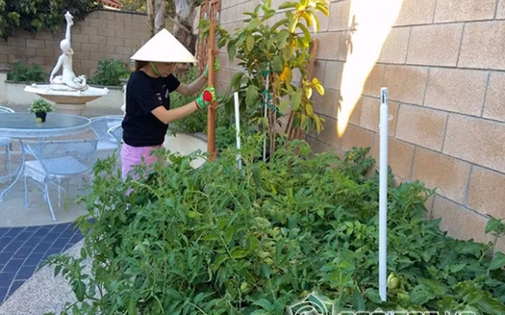 Khu nhà vườn của "búp bê" Thanh Thảo ở Mỹ tuy nhỏ nhưng lại có đủ các loại rau gia vị Việt đặc trưng như hành, ớt, mùi, chanh...