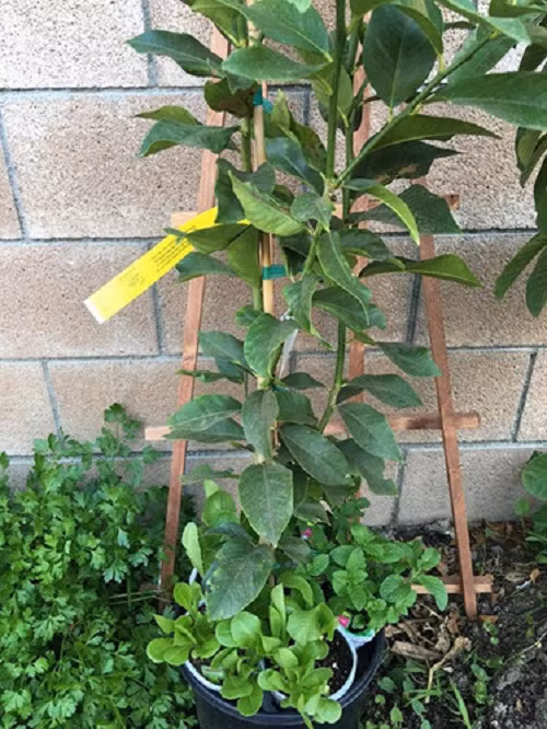 Có những loại gia vị này, nữ ca sĩ sẽ dễ dàng nấu được những món ăn Việt trên vị trên đất Mỹ.