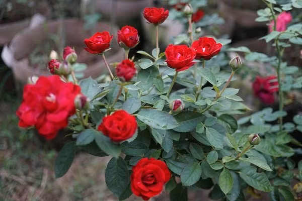 Moi mat ngam vuon hong 500 loai cua nu thac si Viet-Hinh-2