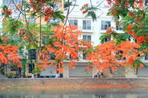 Căn nhà đầy sức sống trước sự hiển diện của chùm phượng vĩ. Ảnh: VTV.