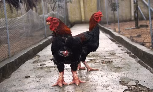 Ga chan khung bac trieu dat hang dip Tet-Hinh-2