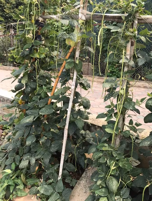 Hay thành những vườn rau xà lách non mỡ màng