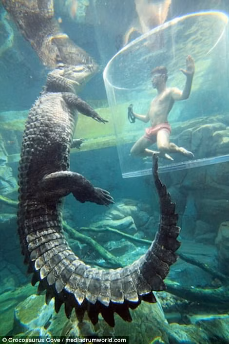 Răng của chúng co thể dài tới 4 inches (10,16 cm). Đây được xem là một trong những loài thú ăn thịt nguy hiểm nhất đối với con người. Cá sấu nước mạnh có thể được tìm thấy ở vùng Bắc Australia và ở Ấn Độ cũng như ở các vùng khác thuộc Đông Nam Á.