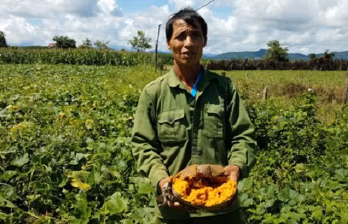 Ban 10 kg bi ngo khong mua noi mot o banh mi