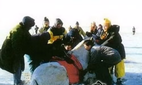 Su that kho tin ve ngua Bach Long trong "Tay du ky 1986"-Hinh-2