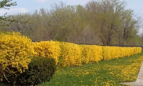 Hàng rào bằng mai vàng làm đẹp cho khuôn viên nhà. Ảnh: Theplantingtree.